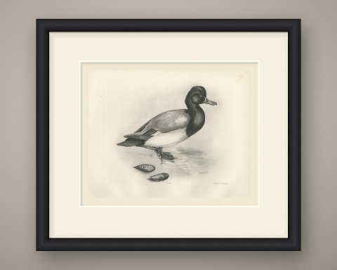 Scaup Drake with Two Mussel Shells, Plate CLXXXIII after Lilian Medland, c. 1909, shown framed