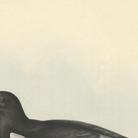 Antique Bird Print of the White-Winged Tern by Gould, 1832, close-up 1