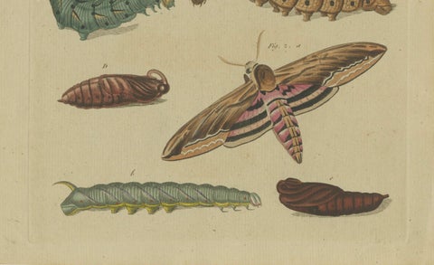 Hand-Colored 1805 Butterfly Print by Bertuch - Convolvulus & Privet Hawk-Moth, close-up 1