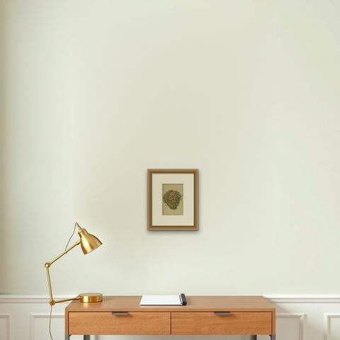Antique Botany Print of The Silene Acaulis Plant by Palla, 1897, shown framed on a wall