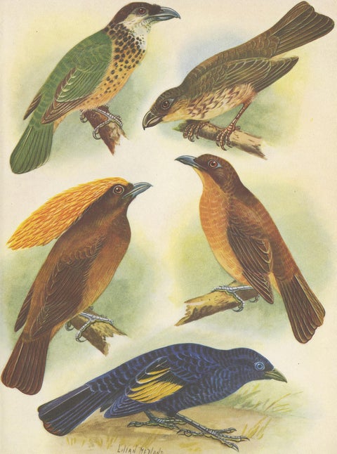 Antique Print of the White-Eared Cat Bird, Tooth-Billed Cat Bird and Other, 1950, view 4