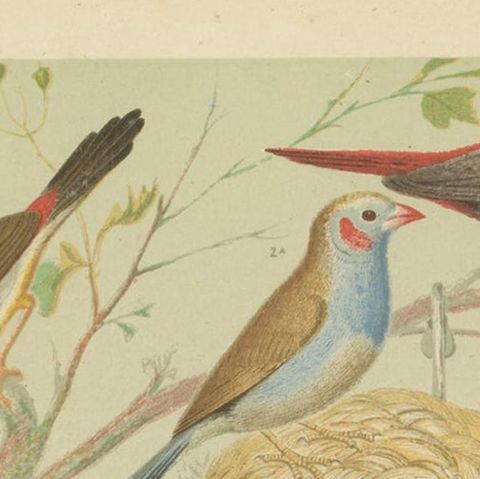 Antique Bird Print of the Orange-Cheeked Waxbill Cordon Blue and Others, close-up 1