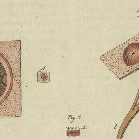 Antique Print of the Examination of a Beef Tongue of a Cow, close-up 2