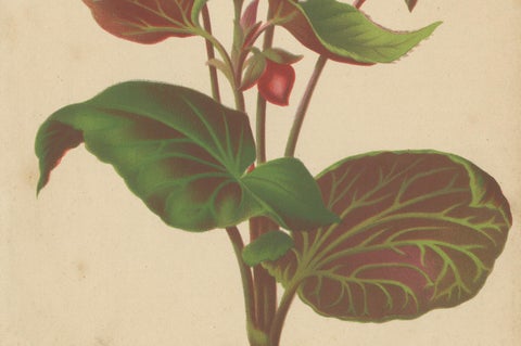 Hybrid Begonia Botanical Illustration by Louis van Houtte, 19th Century, close-up 1
