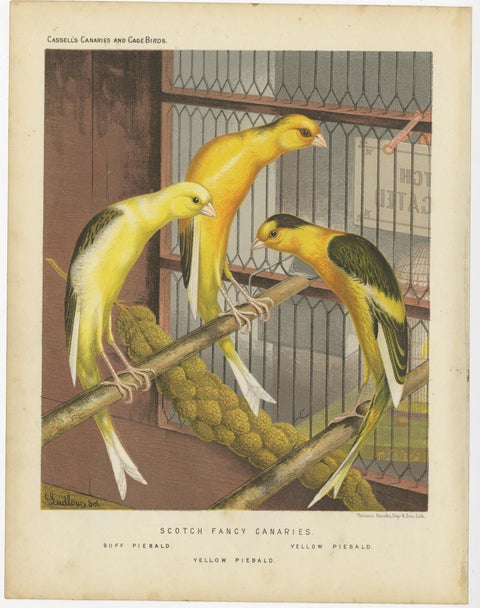 Antique Bird Print of the Scotch Fancy Canaries, circa 1880, view 2