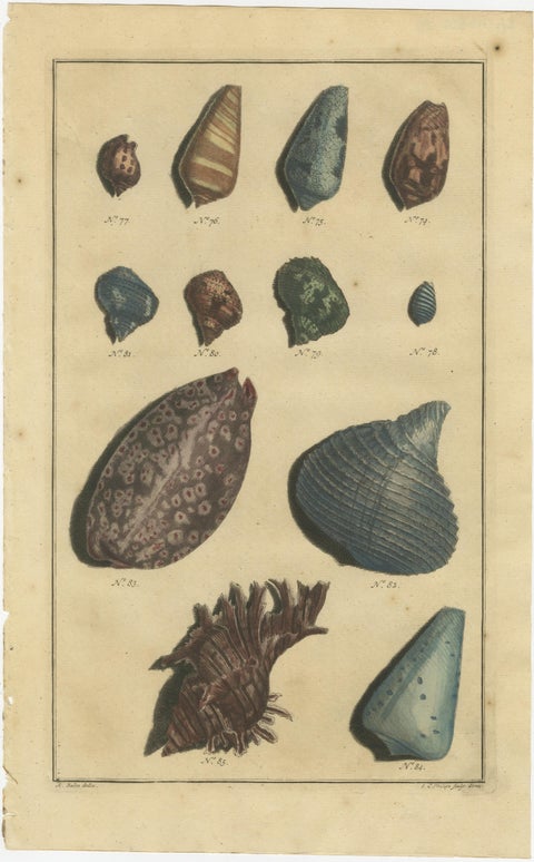 Set of 6 Colored Antique Prints of various Sea Shells and Molluscs, view 4