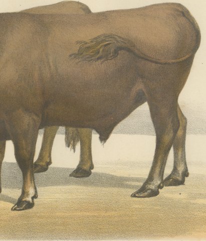 Garonnais Oxen, French Cattle Breed, Antique Chromolithograph by Borie, 1863, close-up 3
