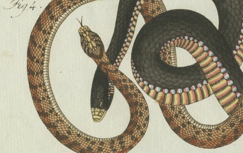 Original Antique Print of Four Exotic Snakes by Bertuch, 1802, close-up 6