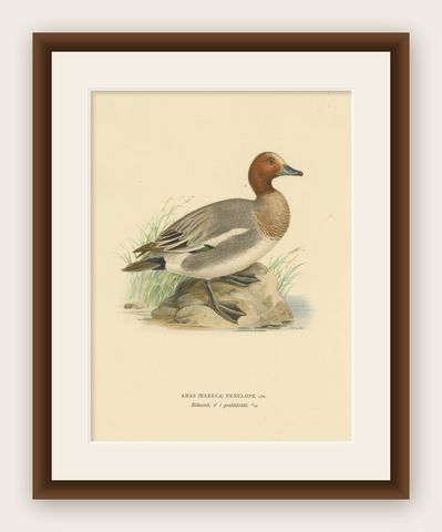 Rustic Grace: A Vintage Print of The Eurasian Wigeon by Magnus von Wright, 1929, shown framed