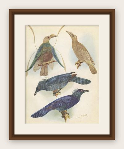 Antique Print of the Standard-Wing and the Trumpet Bird '1950', shown framed