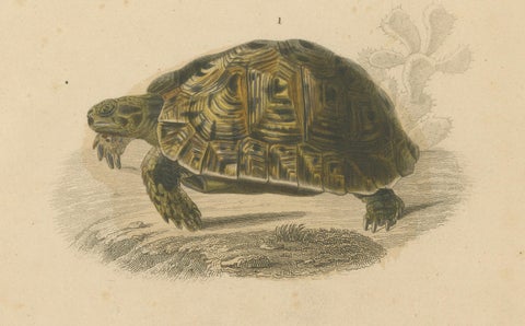 Turtle Print of Moorish Tortoise and European Pond Turtle, c.1850, Orbigny, close-up 3