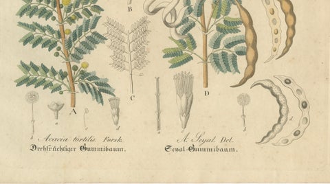 Antique Gum Arabic Botanical Print, Acacia Tortilis & Acacia Seyal, c.1831, close-up 3