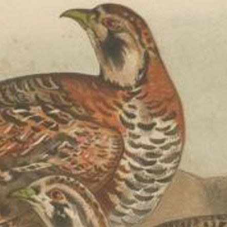 Antique Bird Print of The Tibetan Partridge by Hume & Marshall, 1879, close-up 1