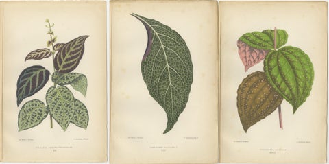 Verdant Variations: A Triptych of 19th Century Botanical Elegance, 1880, view 5