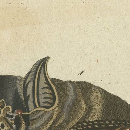 Whispers of the Night: Anatomical Elegance of Horseshoe Bats, 1775, close-up 4