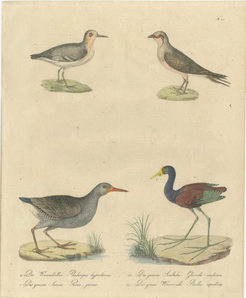 Shorebirds, Jacana & Water Rail Pair, Brodtmann Hand-Colored Lithographs, 1816, view 2