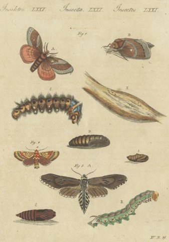 Moth Life Cycles with Caterpillars, Antique Bertuch Print, circa 1815