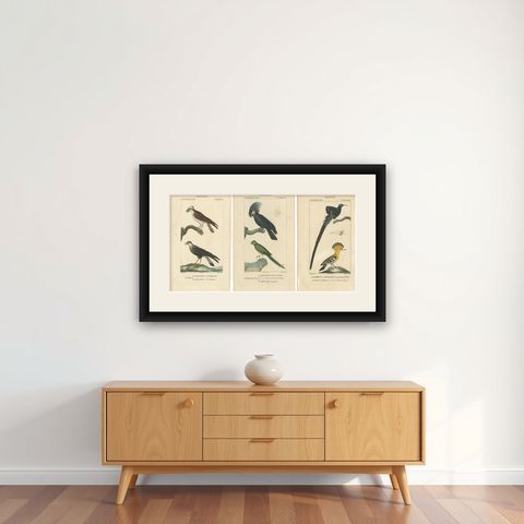 Set of 3 Antique Bird Prints - Parrots - Passerines - Birds of Prey, circa 1820, shown framed on a wall