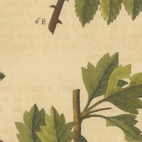 English Moths on Rowan & Hawthorn, Hand-Colored Insect Engraving, Albin 1720, close-up 2
