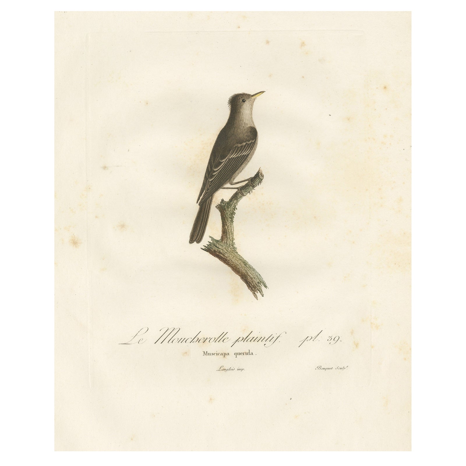 Large Antique Bird Print of an Eastern Wood Pewee