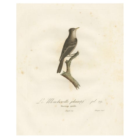 Large Antique Bird Print of an Eastern Wood Pewee