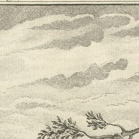 Old Print of a Bull or Bison from the French North America, Canada, Ca.1760, close-up 2