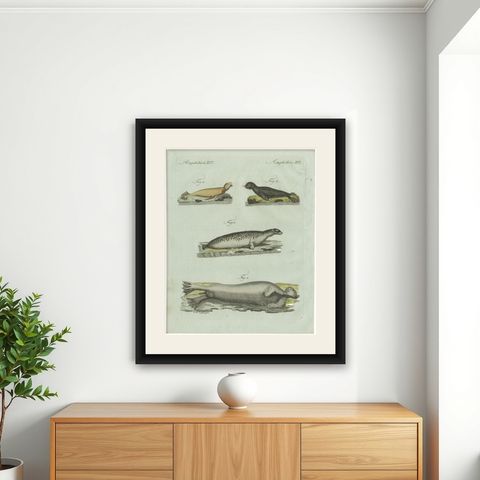 Original Antique Print of Four Seals by Bertuch, c. 1800, shown framed on a wall