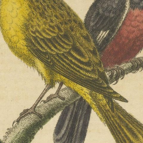 Antique Bird Print of Small Birds from Angola, close-up 2
