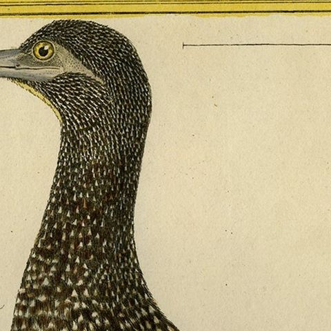 Original Hand-Colored Antique Bird Print of The Northern Gannet, ca.1770, close-up 3