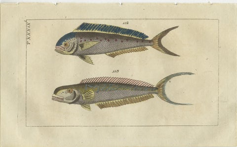 Set of 2 Antique Fish Prints - Dolphin Fish - Goby - Sand Tilefish, view 3