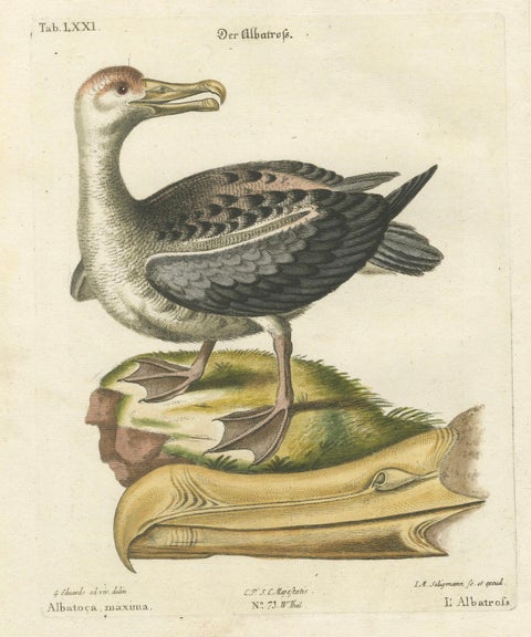 Der Albatros - Hand-Colored Engraving of the Albatross by Johann Seligmann, 1770, close-up 1
