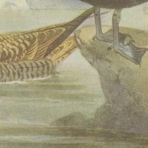 Antique Bird Print of Richardson's Skua, 1907, close-up 2