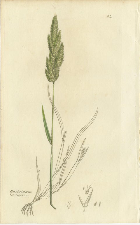Antique Botanical Engravings of Meadow Foxtail, Polypogon & Agrostis, c.1830, view 7
