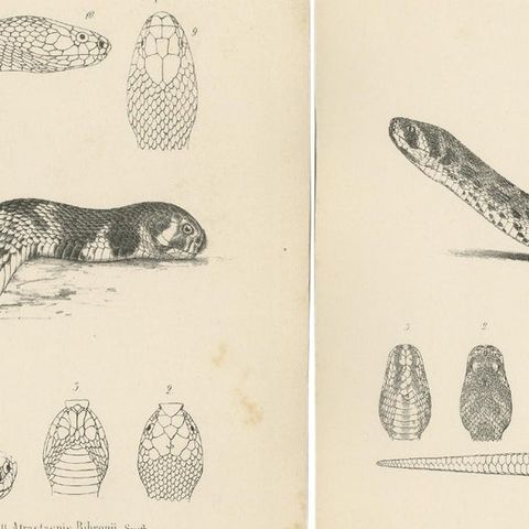 Set of 4 Antique Prints of the Lowland Viper and Other Snakes, close-up 1