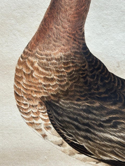 Scolopax Limosa, Antique Black-Tailed Godwit Print by Nozeman & Sepp, 1809, view 6
