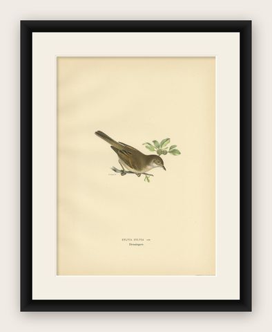 Antique Bird Print of the Typical Warbler by Von Wright, 1927, shown framed