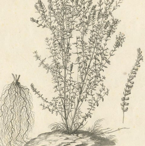 Syrian Oregano (Origanum Syriacum), Antique Botanical Engraving c.1676, view 4
