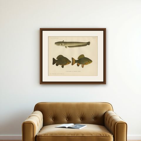 Wels Catfish and Crucian Carp - Iconic Scandinavian Freshwater Fish Lithograph, shown framed on a wall