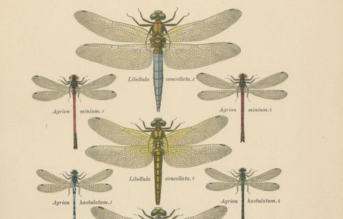 Set of Three Dragonfly Lithographs from Die Geradflügler Mitteleuropas, 1908, close-up 4