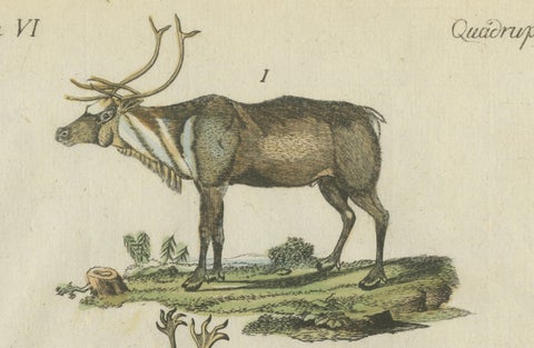 Original Hand Colored Antique Engraving of Reindeer, Published circa 1820, close-up 3
