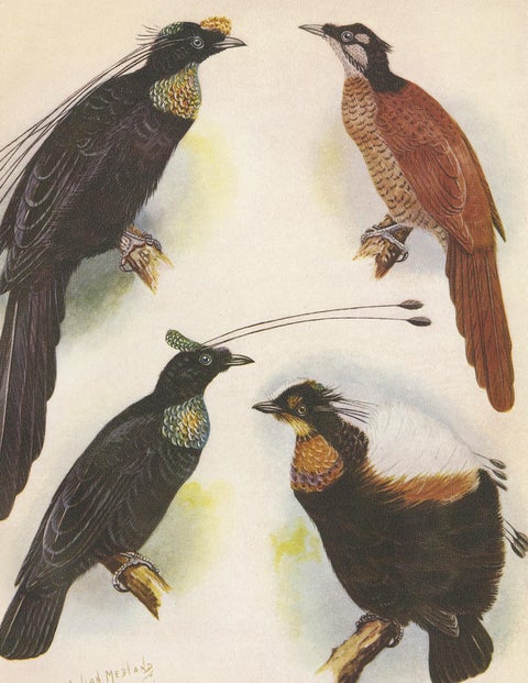 Antique Print of the Wahnes' Six-Plumed Bird of Paradise and Others, 1950, view 4
