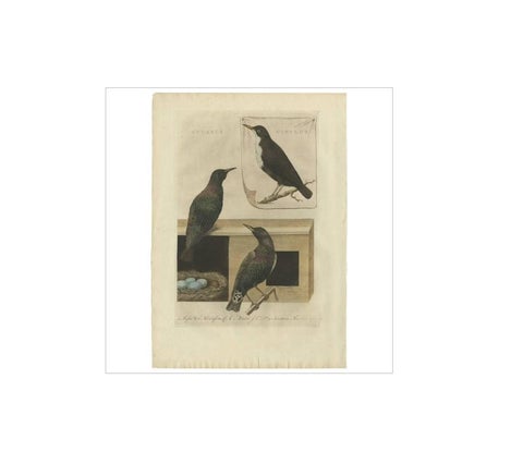 Antique Bird Print, Starling & White-throated Dipper by Nozeman & Sepp, 1770, view 2