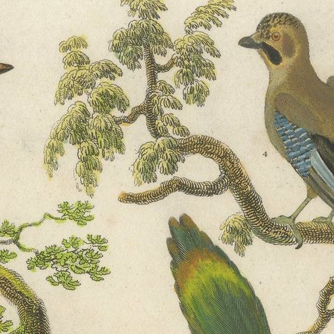Ornithology Piciformes Plate III - Antique Bird Engraving, 1811, close-up 4