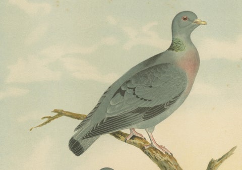 Wood Pigeons in a Spring Landscape, Elegant Antique Bird Chromolithograph, 1880, close-up 3