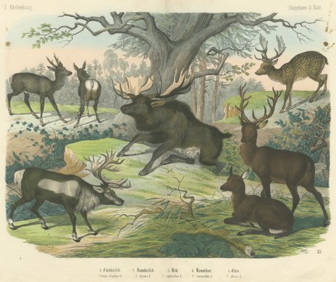Antique Deer Print with Elk, Reindeer and Red Deer Stag, Kolb, circa 1890