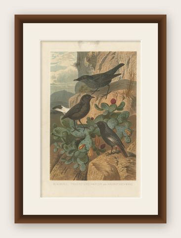 Antique Bird Print of the Blue Rock Thrush and Passerine Birds by Brehm, '1891', shown framed