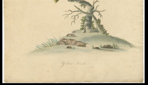 Late 18th-century Hand-Colored Copperplate Engraving of the Yellow Finch, 1794, close-up 2