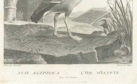 Engraving of Egyptian Goose by Nicolas Maréchal and S.C. Miger, 1808, close-up 2