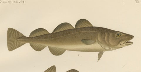 Atlantic Cod, Haddock, Garfish and Sand Eel - Scandinavian Fish Lithograph, 1895, close-up 4