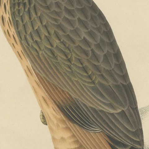 Antique Bird Print of the Grasshopper Buzzard by Severeyns 'c.1850', close-up 2